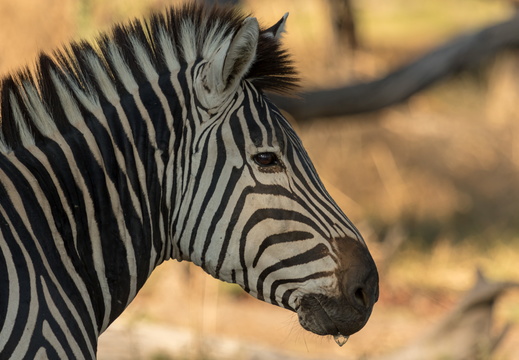 Zebra in the sun