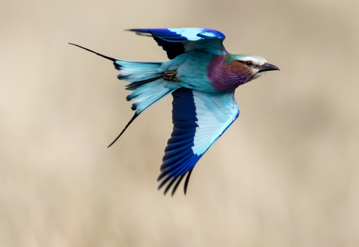 Masai Mara - Kenya