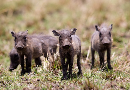 Three little pigs