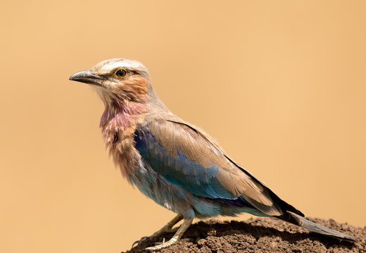 Lilac breasted roller