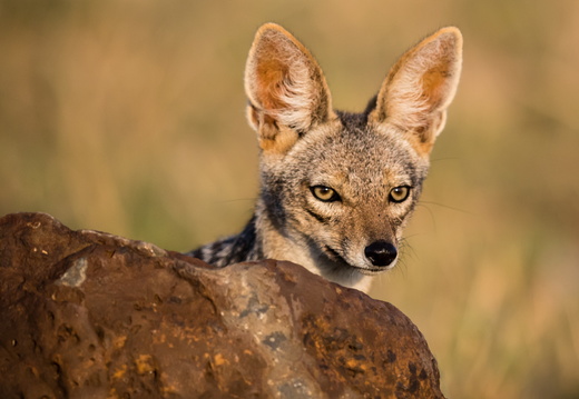 Jackal in the Masai Mara