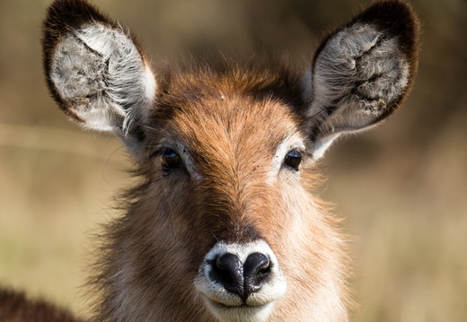 Female waterbuck