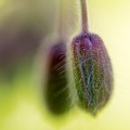 Just a simple flower in my garden