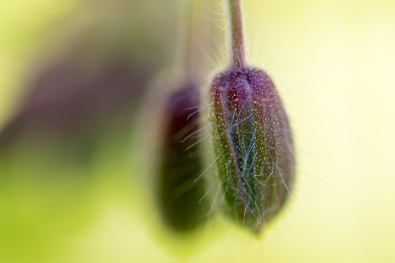 _S6A4025.jpg