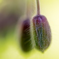 _S6A4025.jpg
