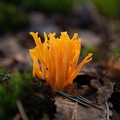 Orange mushrooms in the forest