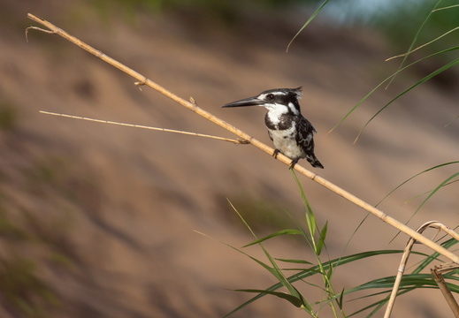 Pied Kingfisher