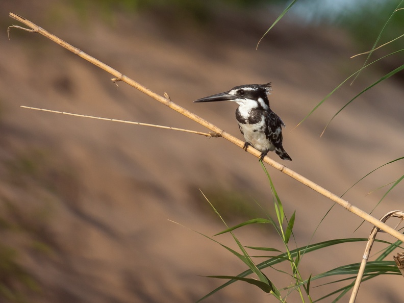 Pied Kingfisher