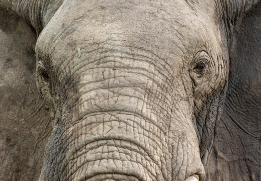 Lower Zambezi - Zambia