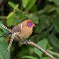 Violed-eared Waxbill