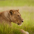 Lion in the rain