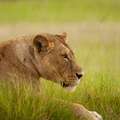 Lion in the rain.jpg