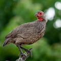 Swainson's Francolin