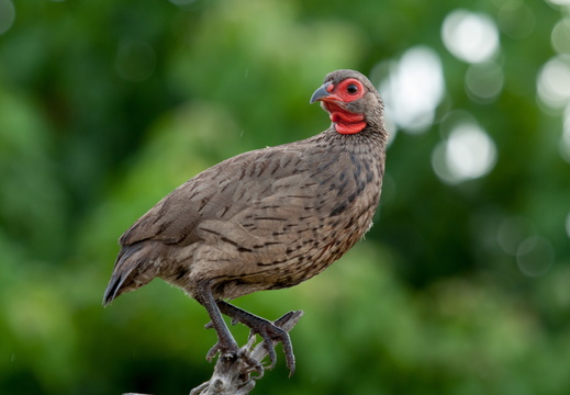 Swainson's Francolin