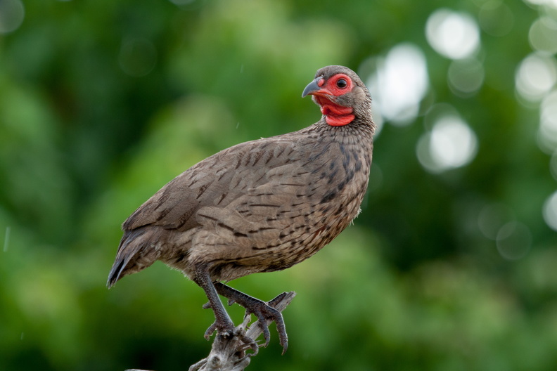 Swainson's Francolin.jpg