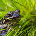 Kikker in Tuin.jpg