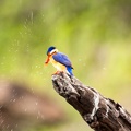 Malachite kingfisher drying off
