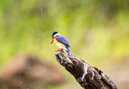 Chobe - Botswana