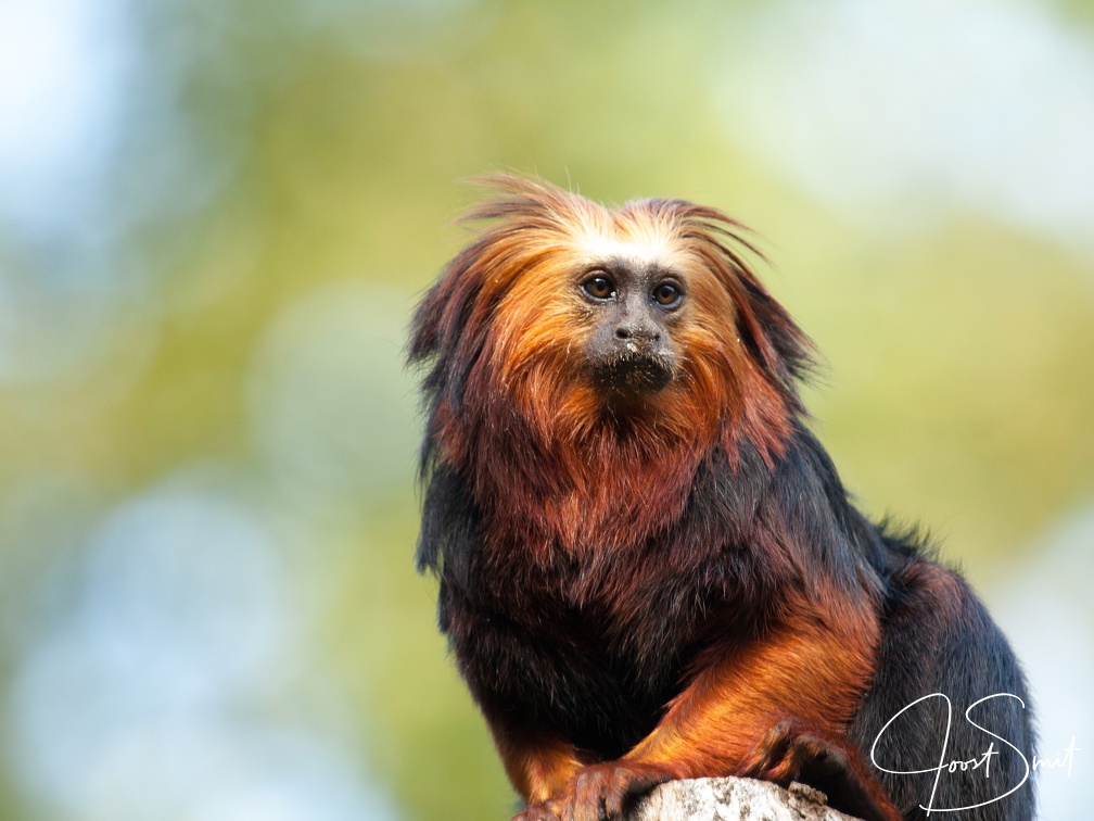 Golden-headed lion tamarin