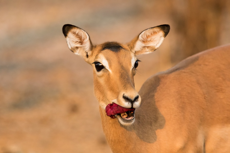 Puku eating a sausage tree flower.jpg