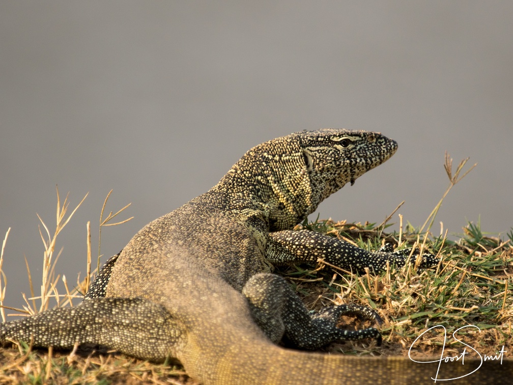 Water monitor lizard