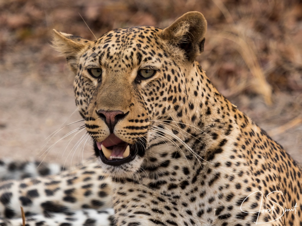Leopard stare