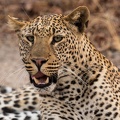 Leopard stare