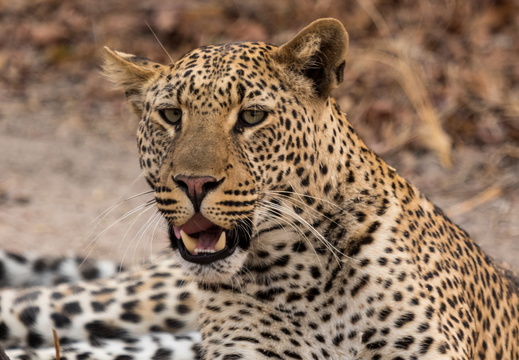 Leopard stare