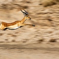 Jumping Puku