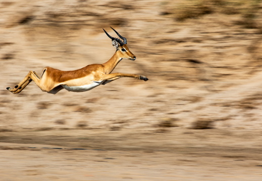 Jumping Puku