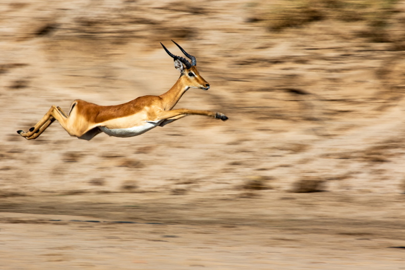 Jumping Puku.jpg