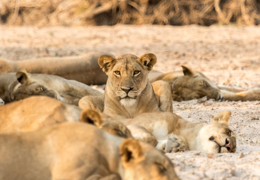 Sleeping Lion Pride