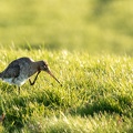 Grutto in Zoetermeer