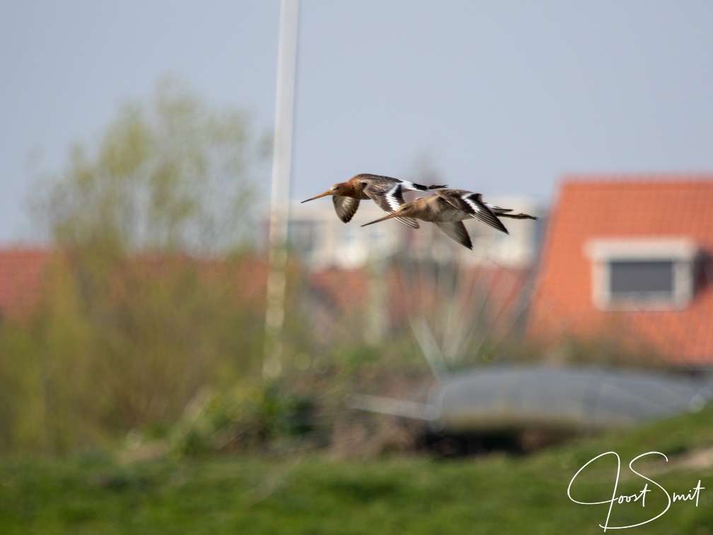Gruttos in flight