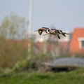 Gruttos in flight