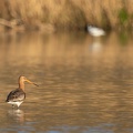 Grutto in het water