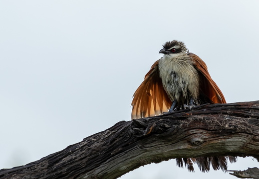 White-browed Coucal opening its wings