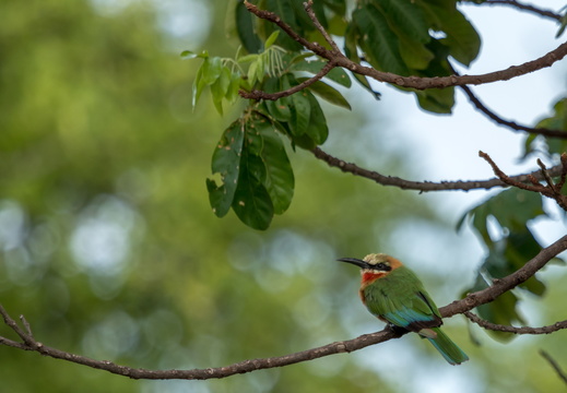 White-fronted bee-eater resting on a branch