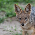 Black-backed Jackal