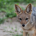 Black-backed Jackal.jpg