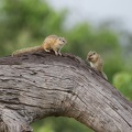 Two squirrels