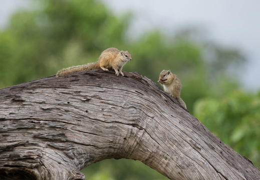 Two squirrels