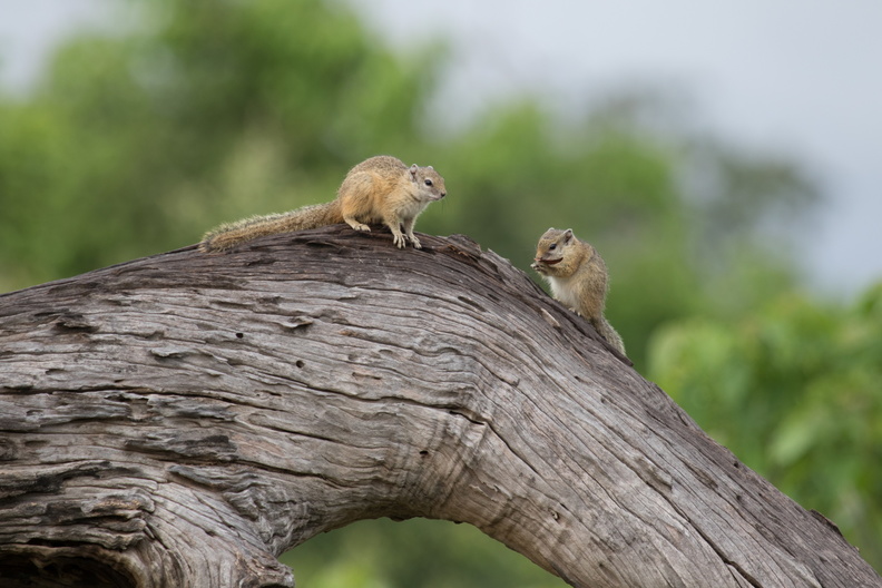 Two squirrels.jpg