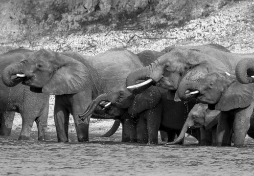 Elephant family drinking in the Chobe river