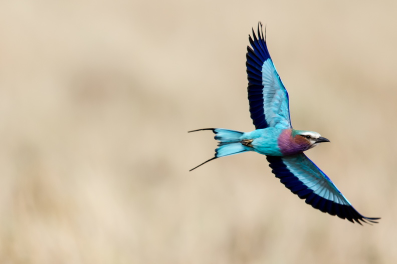 Lilac breasted roller in flight.jpg