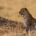 Leopard in the Masai Mara