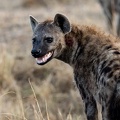 Hyena in the Mara