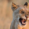 Lion close-up