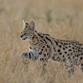 Serval in the Mara.jpg