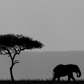 African silhoutte